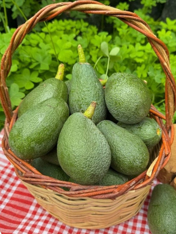 Avokado