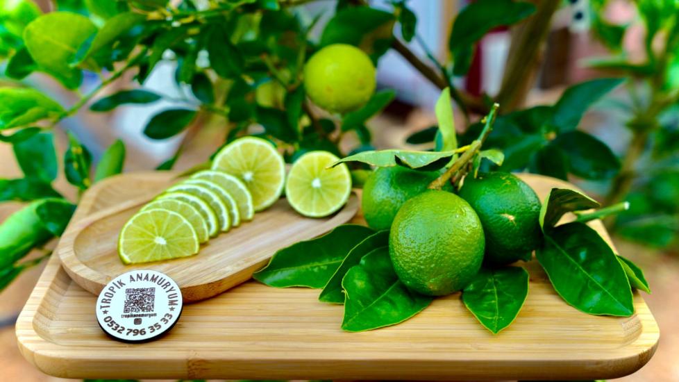 Lime%20Limon%20-%20Ferahlatan%20Lezzet%20(KG)