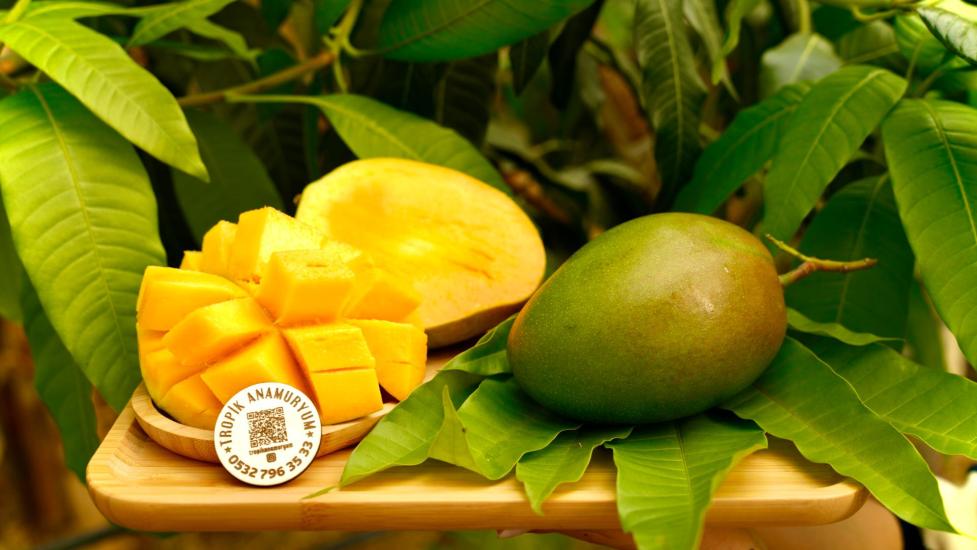 Mango%20-%20Tropik%20Lezzet%20%20(KG)