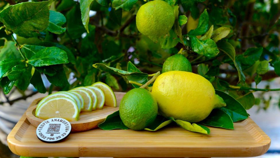 Limon%20-%20Yediveren%20Cinsi%20Bol%20Sulu%20(KG)